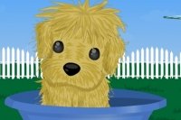 Cachorro Busca Dueño Cachorro Busca Dueño